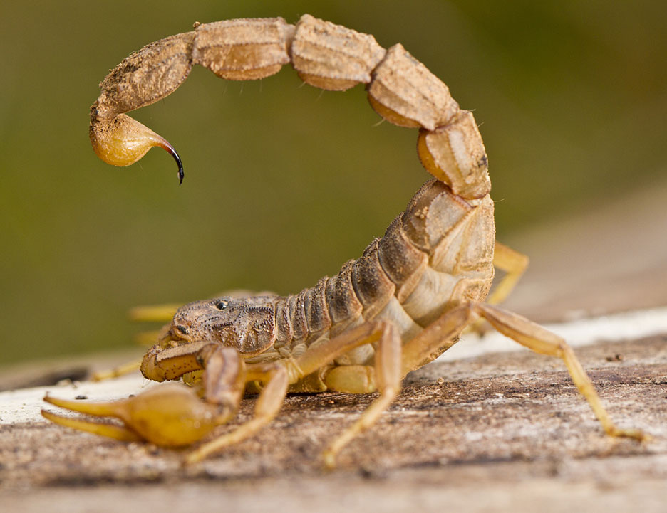 Identify and Control Scorpions